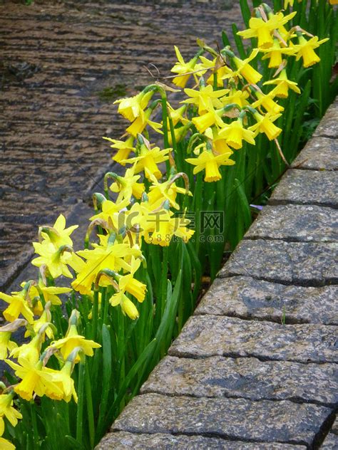 风水树有哪些_常见宅院风水树有哪些,第11张 风水树有哪些_常见宅院风水树有哪些,第11张